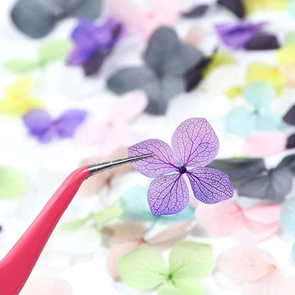 Natural Real Dried Flowers